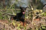 PINSCHER NAIN 148